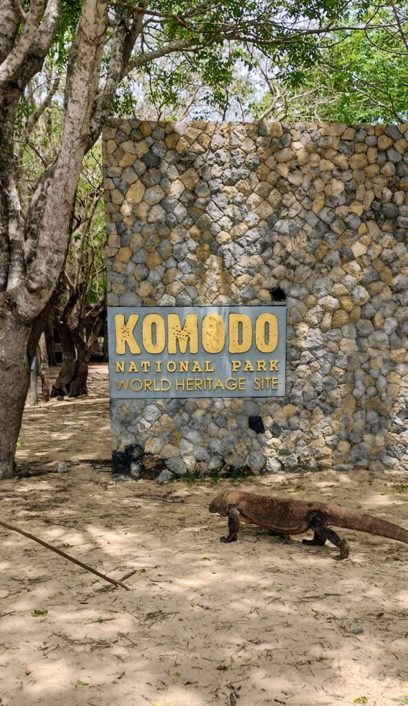 Komodo dragon walking under the sign for Komodo National park