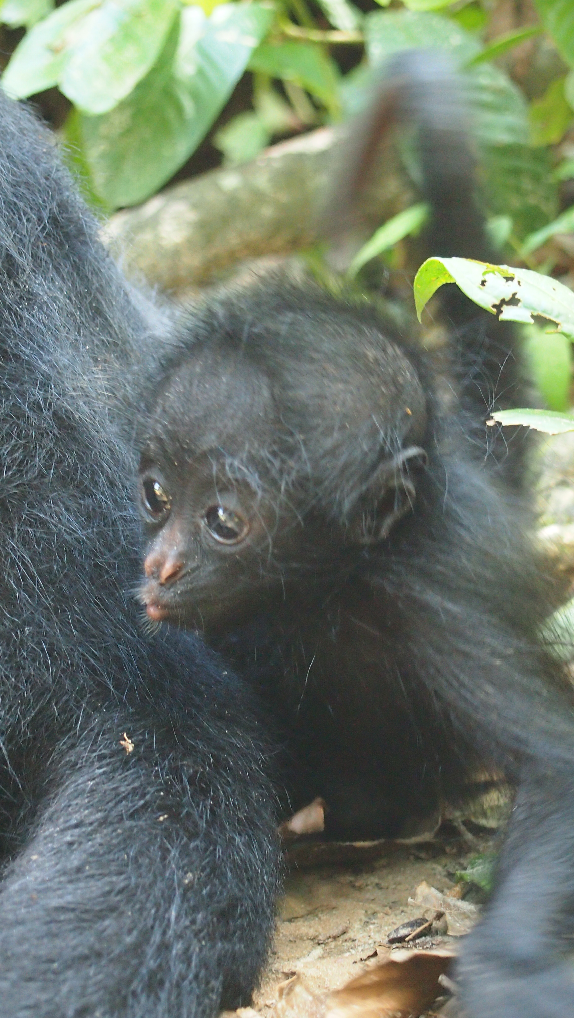 Baby spider monkey in the Amazon pursing lips to make an "ooo" sound.