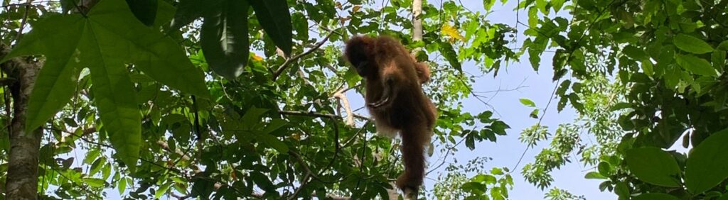 Ethical Orangutan Trekking Bukit Lawang: Do It the Right Way