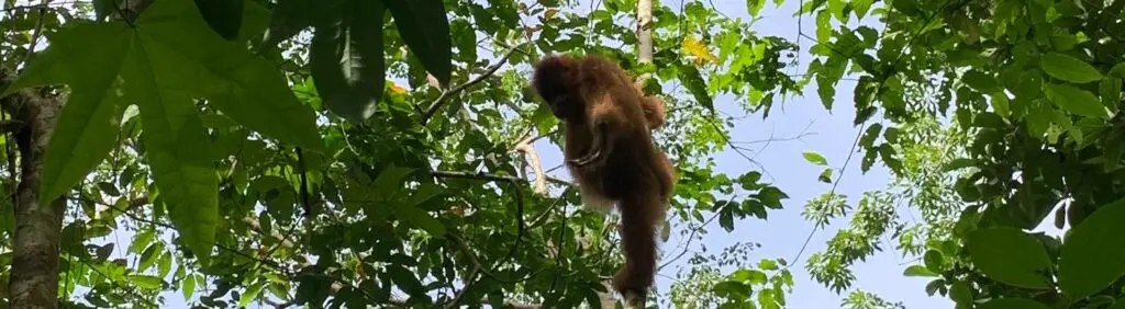orangutan in sumatra