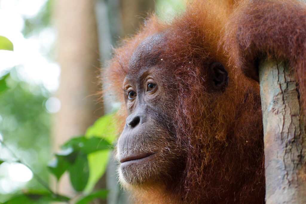 Sumatran Orangutan - taken from a safe distance to hsow why we need to do ethical trekking from Bukit Lawang