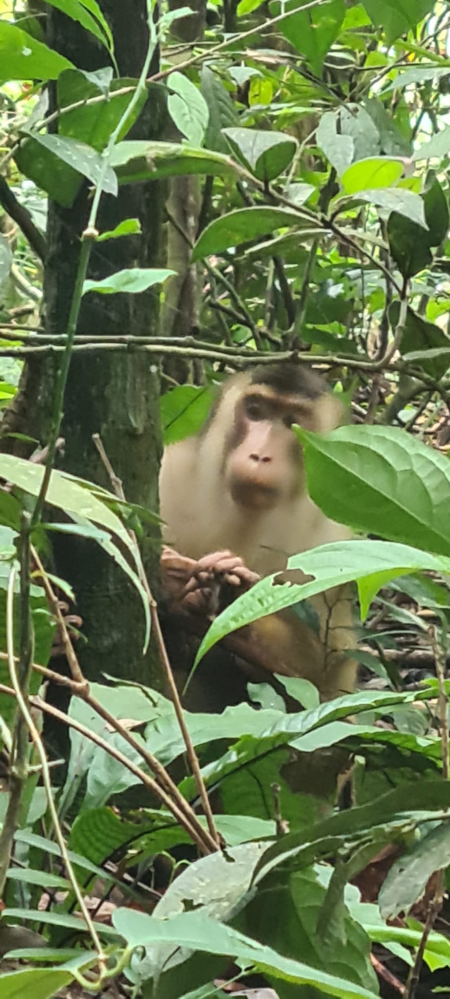 moneky in the jungle watching us eat