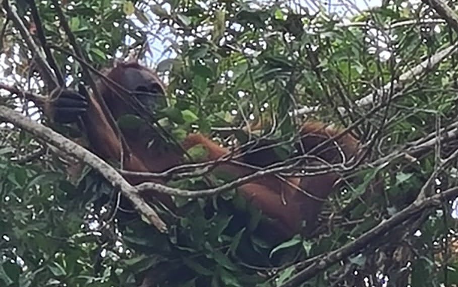 Orangutan in their nest