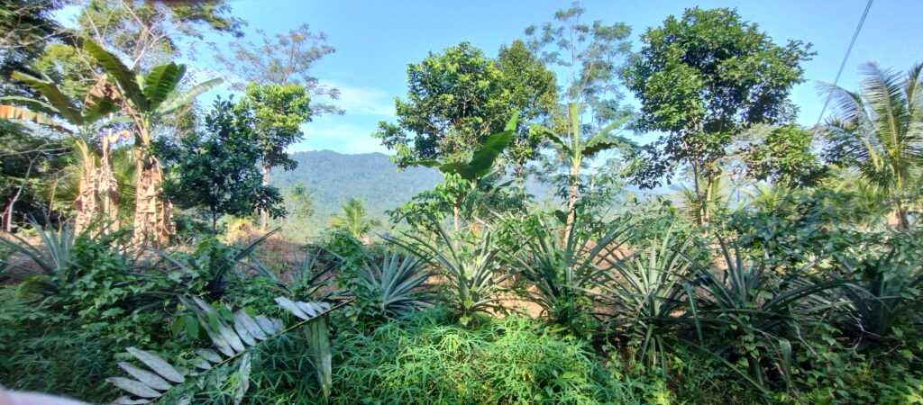 view of sumatran jungle