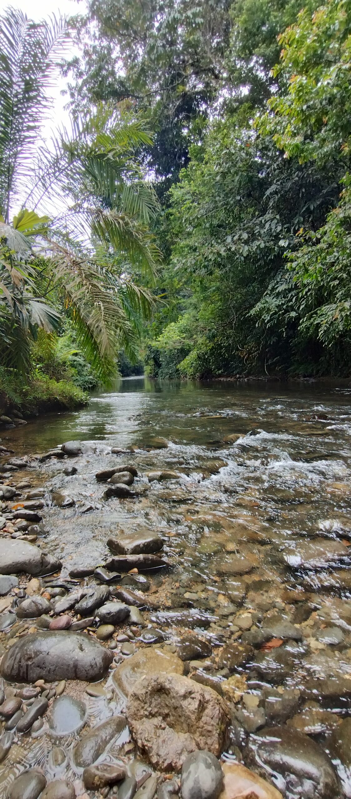 beiatiful stream through the jungle