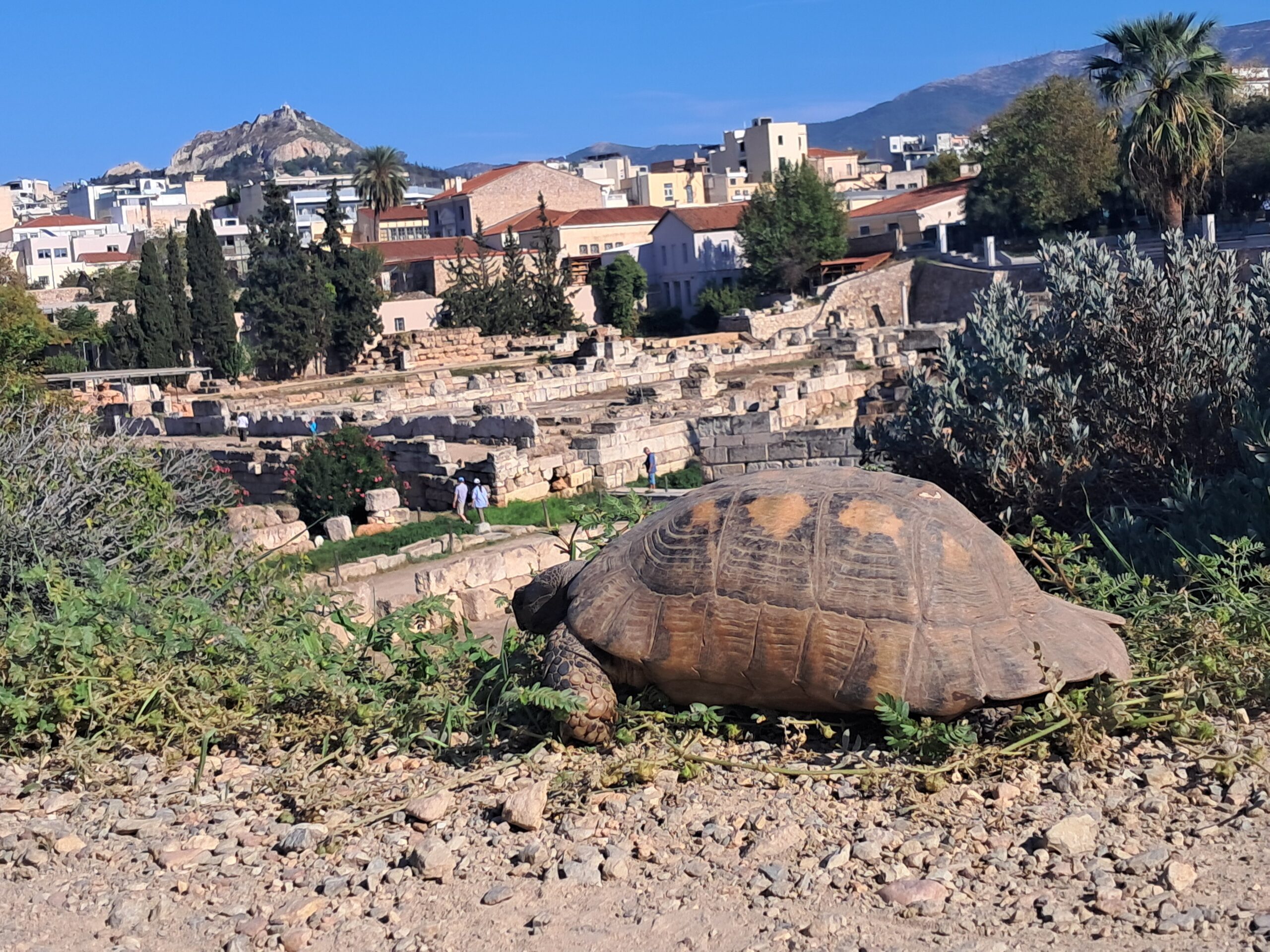 Wild tortoise roaming ancient ruins in Athens with Lycabettus Hill in the background