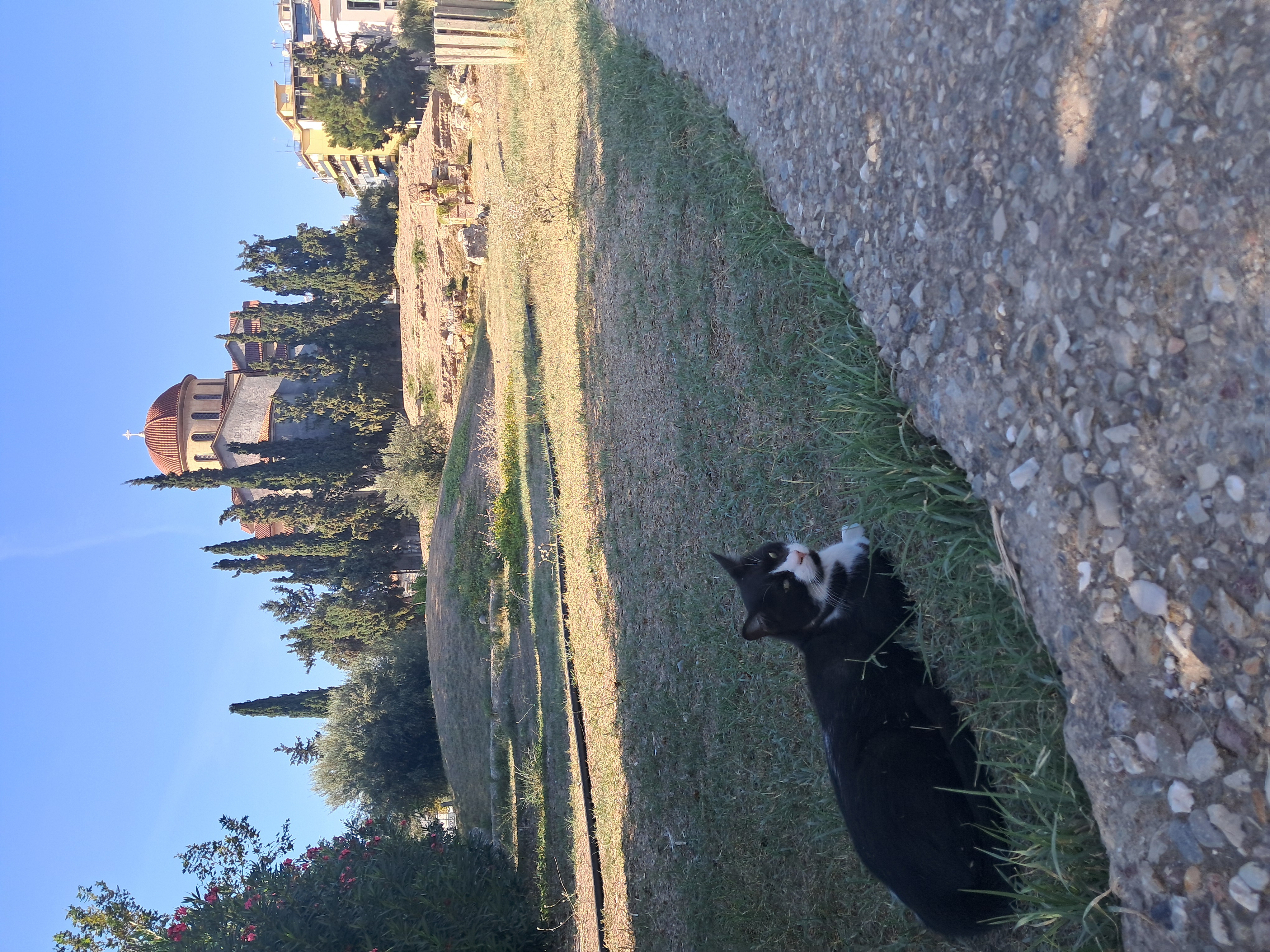 Street cat resting near ancient ruins in Athens