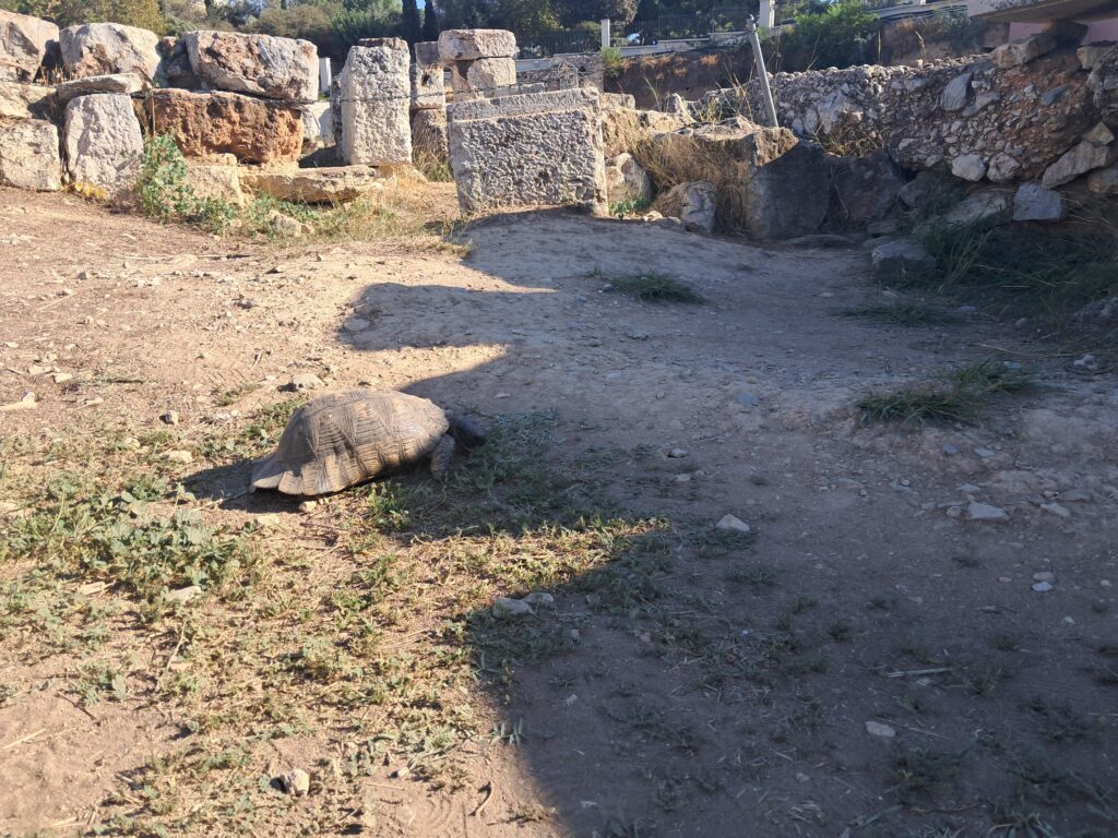 Turtle sunning on ancient ruins in Athens, Greece