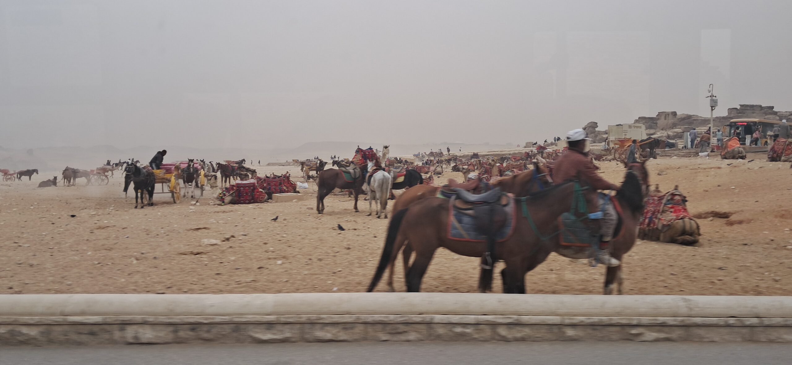 Horses and camels bunched together with their handlers on the sand at Giza, a staging area for rides at the Pyramids
