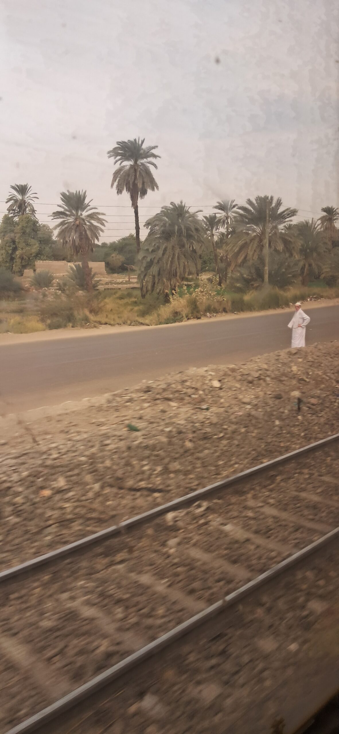 The view from the sleeper train window: palm trees, farmland and rural Egypt going by in the morning
