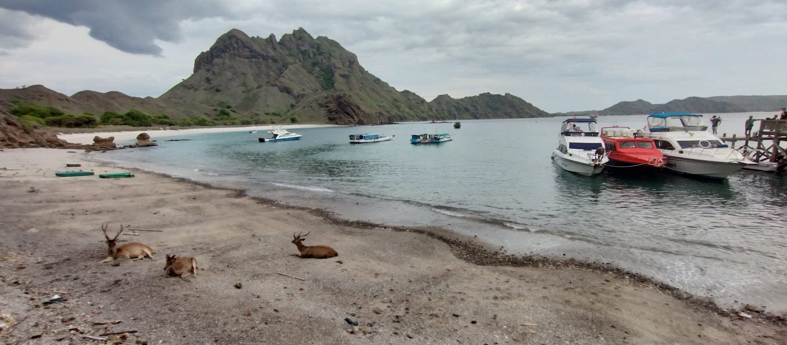 Timor deer resting on the beach at Padar Island with boats moored behind them