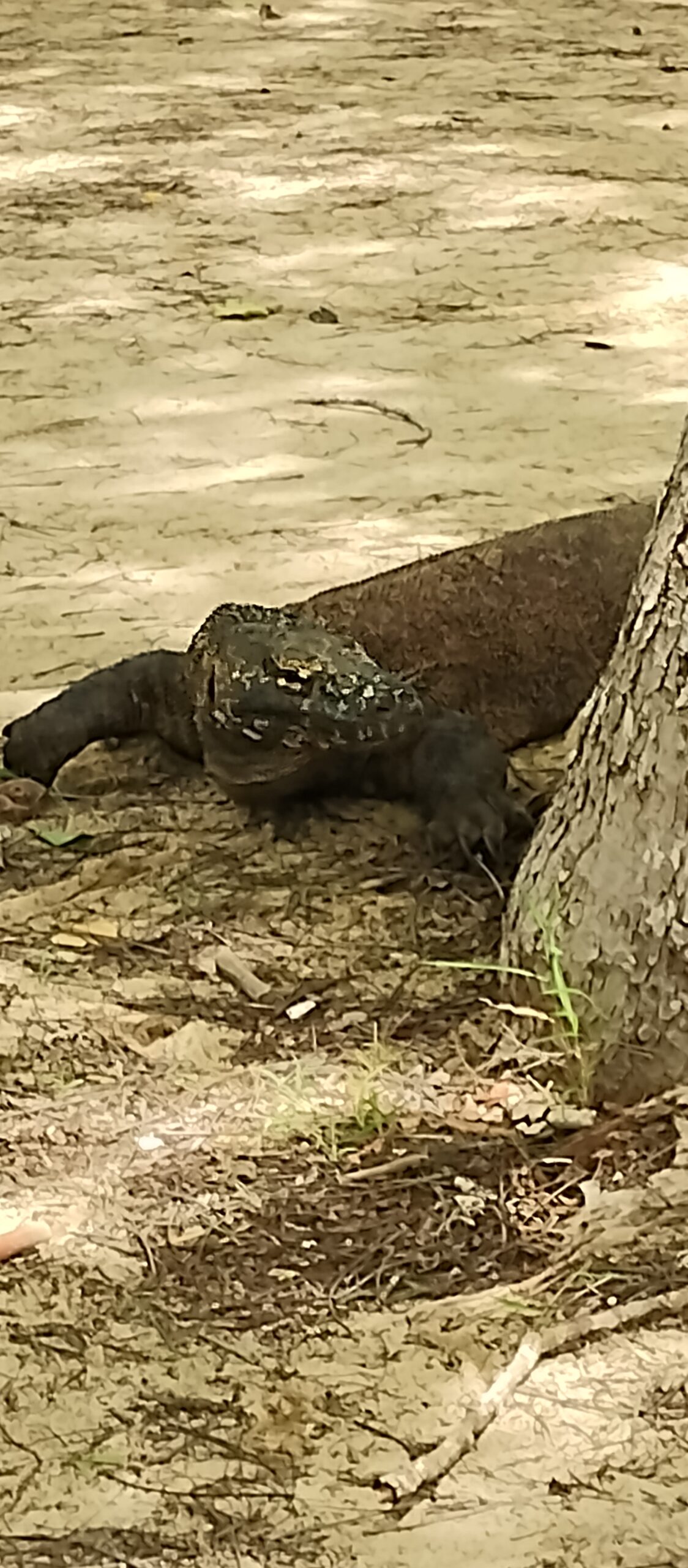 Komodo dragon walking across dry ground on Komodo Island