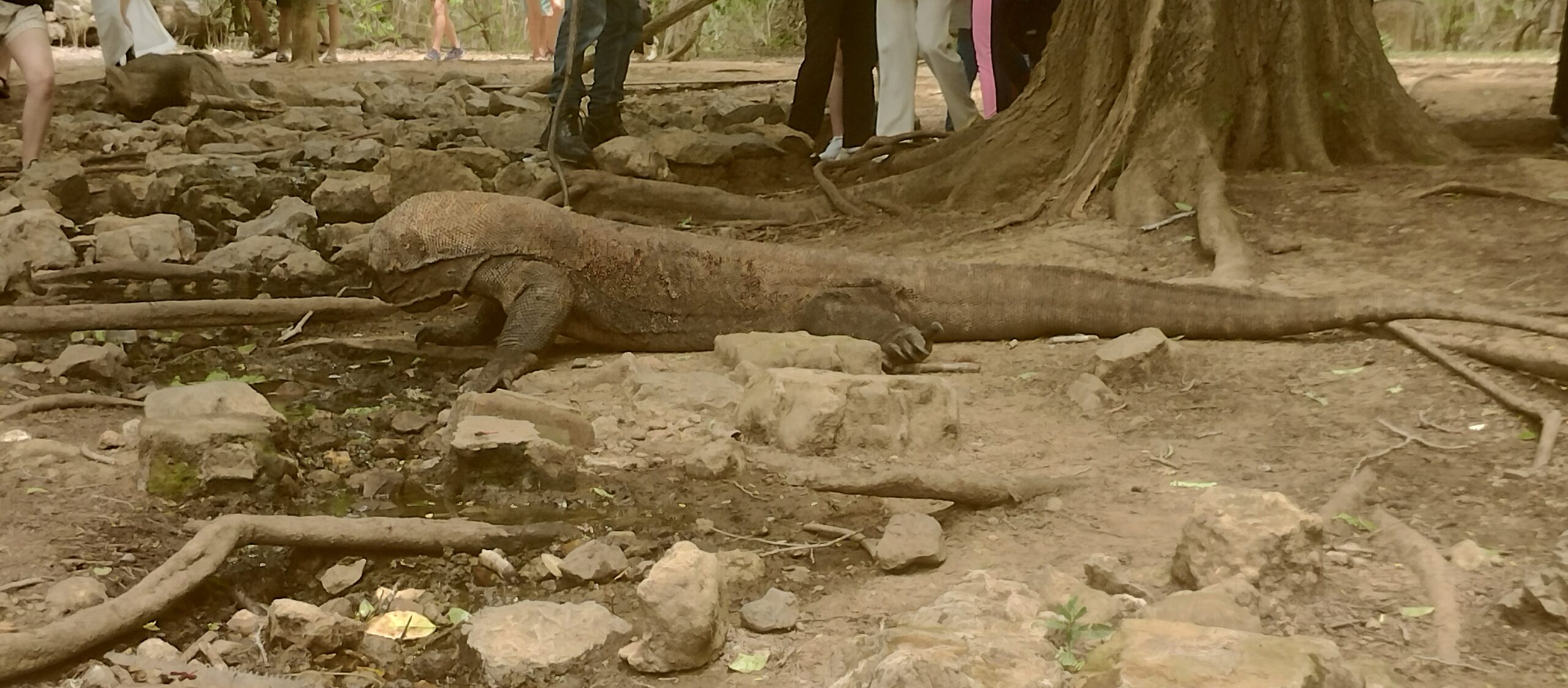 Komodo dragons roam free on Komodo Island, which is a large part of what makes seeing them ethical