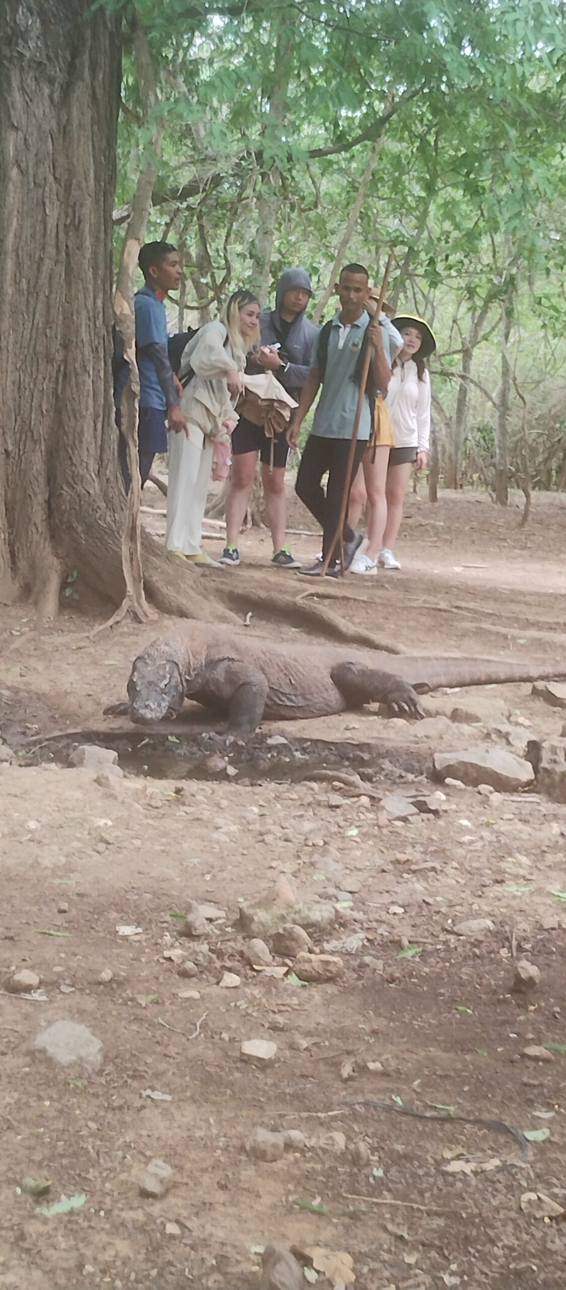 Group of visitors watching a Komodo dragon from several metres back