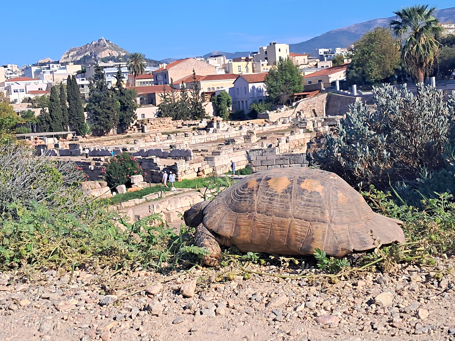 Wild tortoise roaming ancient ruins in Athens with Lycabettus Hill in the background