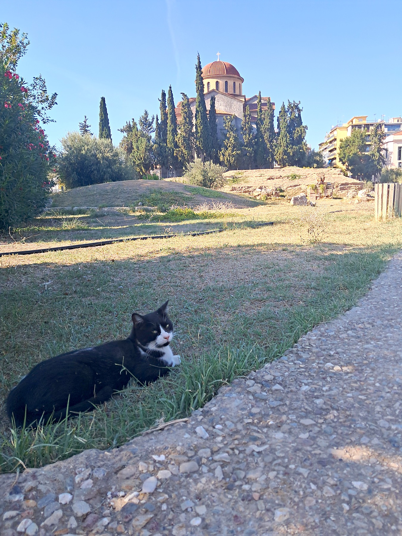 Street cat resting near ancient ruins in Athens