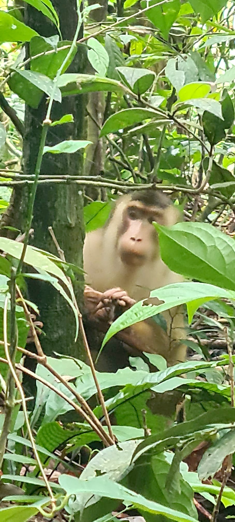 A monkey watching from the trees on the Bukit Lawang trek