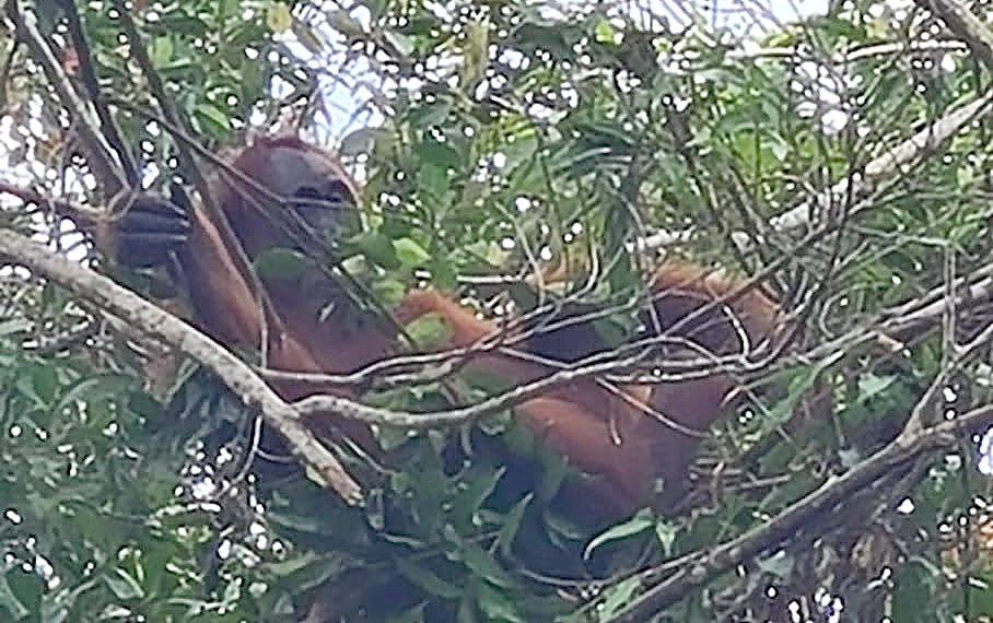 Female Sumatran orangutan resting in her day nest in the canopy of Gunung Leuser National Park, accessible from Bukit Lawang