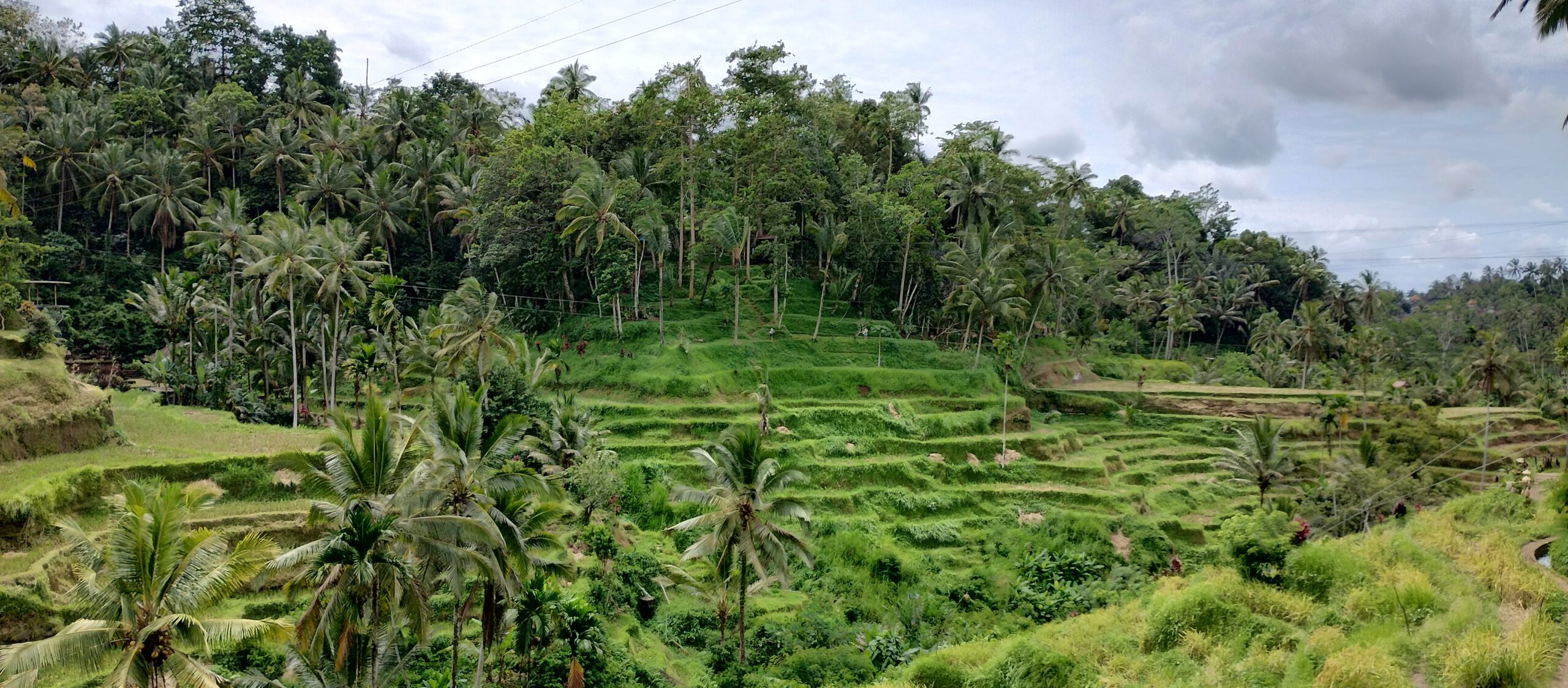 Green rice terraces near Ubud, Bali
