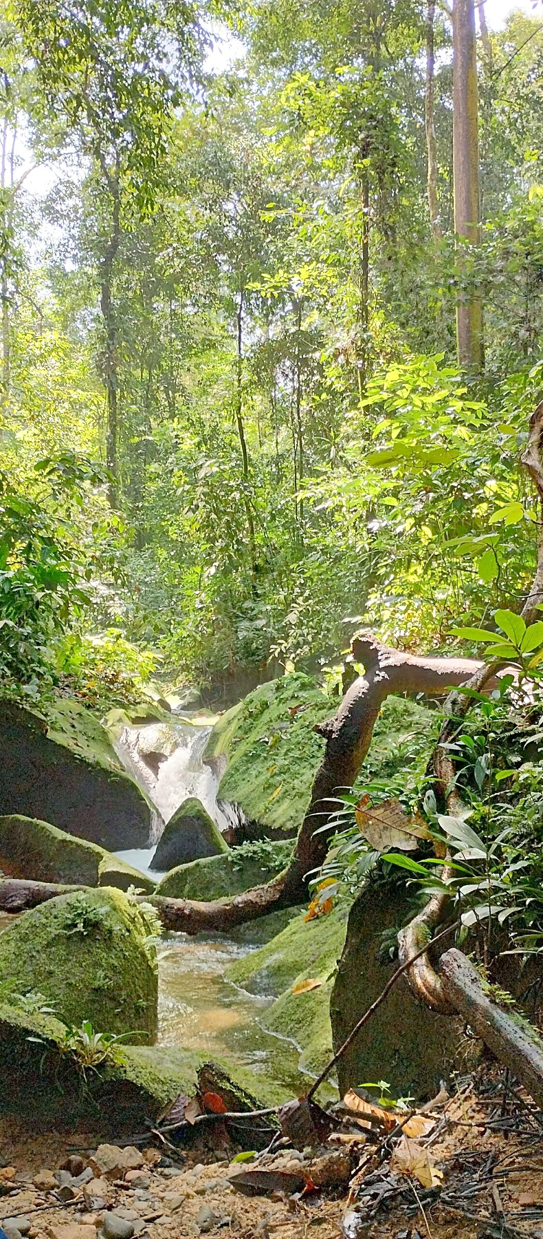 A clear jungle river running through the rainforest