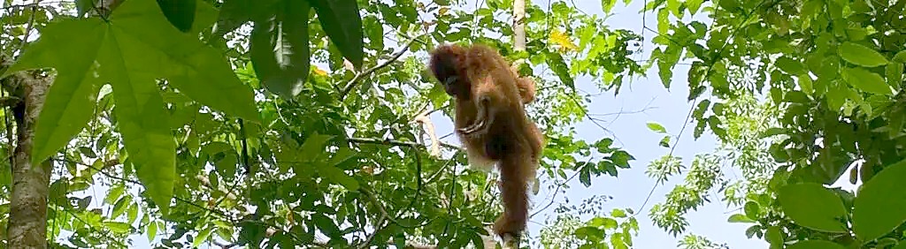 Wide panoramic view of the jungle canopy and river valley around Bukit Lawang and Gunung Leuser National Park, Sumatra