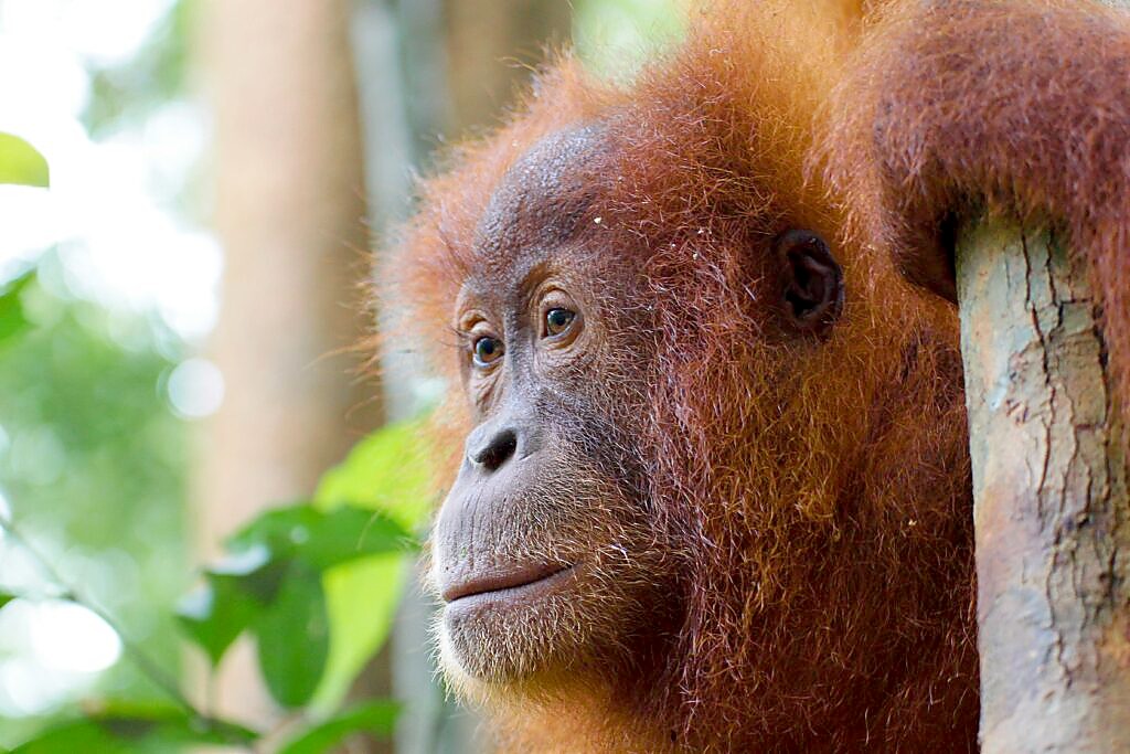 Sumatran orangutan spotted from a safe distance during ethical trekking in Bukit Lawang, the 10-metre rule exists to protect the animals